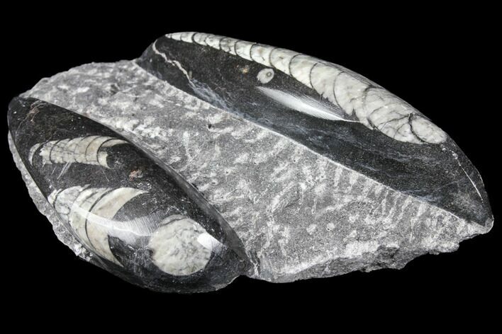 Polished Orthoceras (Cephalopod) Fossils - Morocco #96614